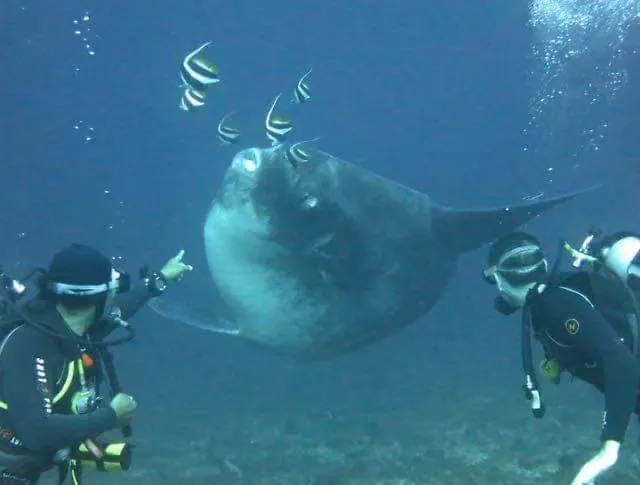 Bambu - 5 Stars Padi Dive Centre Gasthuis Candidasa