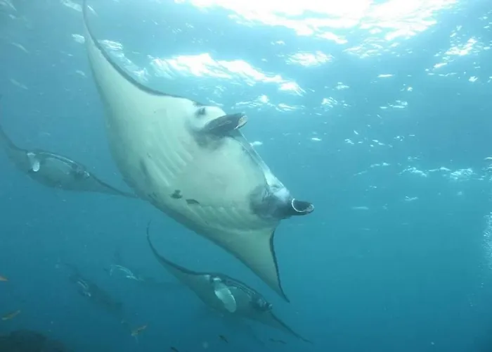 Gasthuis Bambu - 5 Stars Padi Dive Centre 4*